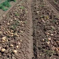 سیب نوراباد در جه یک جیلی سالم بدون یه چیچک|حراج|نهاوند, |دیوار