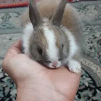 خرگوش و بچه خرگوش زیبا