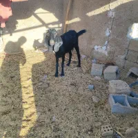 پنج بزنجدی ودوعددبزنردرشادگان|حیوانات مزرعه|شادگان, |دیوار