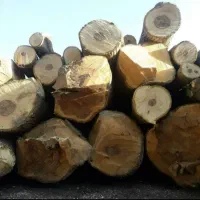 خریدار درختان چنار