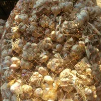 سیر  خشک