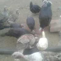 فروش بوقلمون واردک|حیوانات مزرعه|فلاورجان, |دیوار