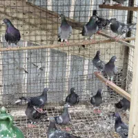 کبوتر مسافتی
