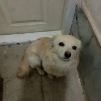 سه تاسگ پاکوتاه