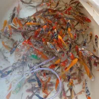 ماهی گلدفیش کوی اقتصادی