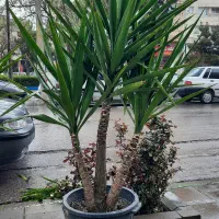 فروش فوری گل یوکا درختی ۸ساله