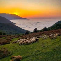گوسفند زنده  عاشقان