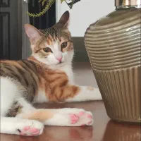 گربه گم شده (موکا)