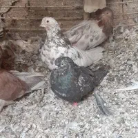 کبوتر سرور نک جم نکریز