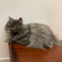 گربه پرشین اسکاتیش|گربه|زاهدان, |دیوار