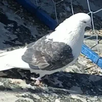 کبوتر دوکت|پرنده|مبارکه, |دیوار