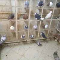 کبوتر بومب پرش ضمانت