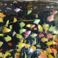 ماهی  کالررنگی   سالم  تولید  درفسنجان