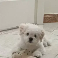 پت خوشگل و ناز