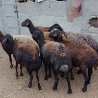 7راس میش آبستن کردستانی