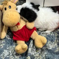 پودل میکس|سگ|سبزوار, کوی بهار|دیوار