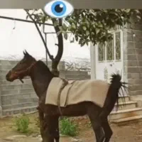 اسب نریون ۸سال درشت سالم و سر حال