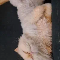 گربه پرشین هیمالیا|گربه|نیشابور, شهرک فیروزه|دیوار