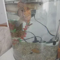 ماهی اب شیرین