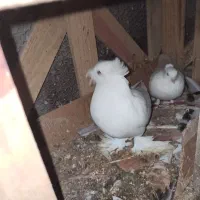 کبوتر ساده و بخارا سفید خالص