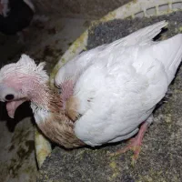 جفت طوقی با جفت جوجه