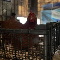 مرغ نخم گذار محلی