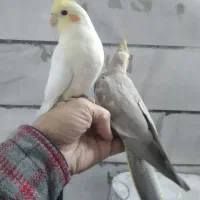 عروس هلندی  ماده