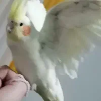 عروس هلندی لوتینو