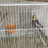 عروس هلندی نر ماده و ماده تک