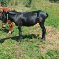 قاطر مشکی ماده|حیوانات مزرعه|طالقان, |دیوار