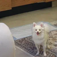 فروش سگ نژاد دار پا کوتاه