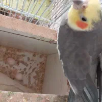 عروس هلندی|پرنده|اصفهان, فجر|دیوار