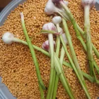 پخش خمیرفلافل دایی ممد کلیه سفارشات پذیرفته میشود