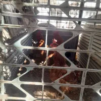 خروس خانگی امسالی|حیوانات مزرعه|تربتحیدریه, آسایش|دیوار