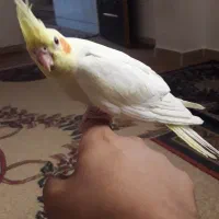 عروس پاریس دو نخور شده