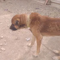 سگ پژدر