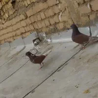 پرنده