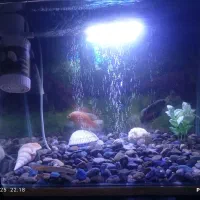 آکواریوم و تجهیزات