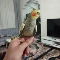 عروس هلندی ماده