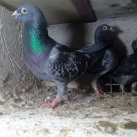 نرو ماده پلاکی و جوجه هاشون 1450|پرنده|تربت‌حیدریه, سرمحله|دیوار