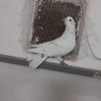 ۱۱ عدد کبوتر