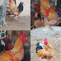 فروش یک خروس محلی