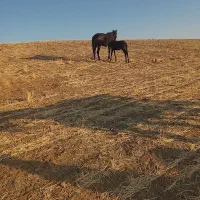 مادیون با قاطر نرک