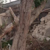 فروش ۲تن چوب کنار