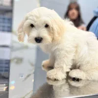 واگذاری سگ تریر نر