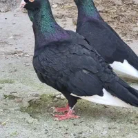 کبوتر قره سوری