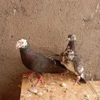 کفتر|پرنده|تربت جام, میان جام|دیوار