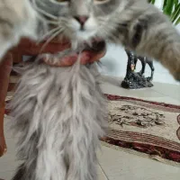 واگذاری گربه نژاددار