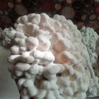 مرجان آکواریوم|ماهی|محمدشهر, همایون ویلا|دیوار