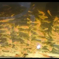 کت فیش پوزه بوته ای آکواریومی